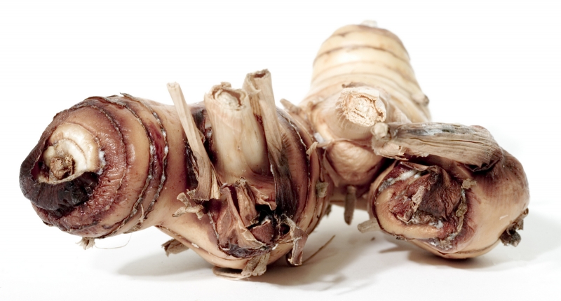 What is Galangal?