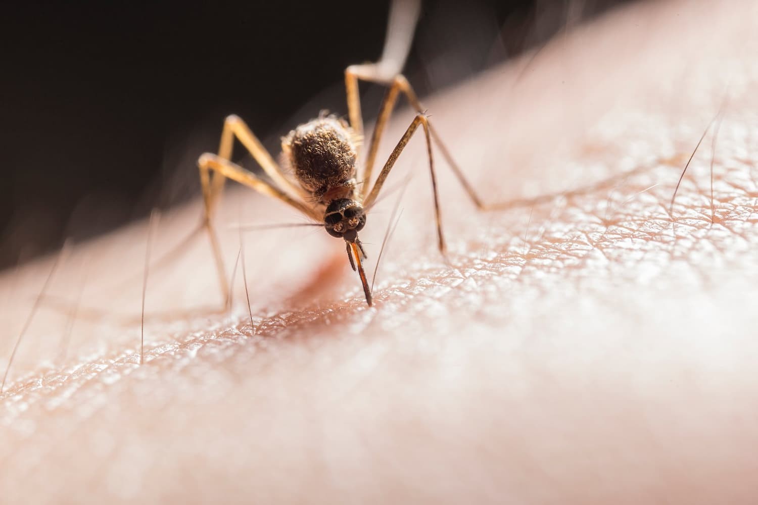 Everything You Need to Know About Japanese Encephalitis