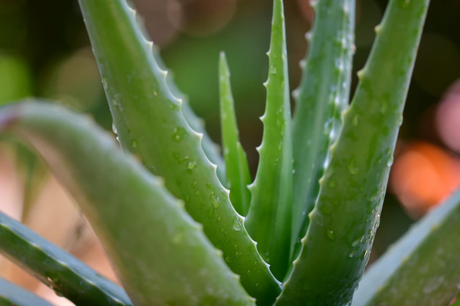 What is Aloe Vera?: Sources, Medical Uses & Benefits