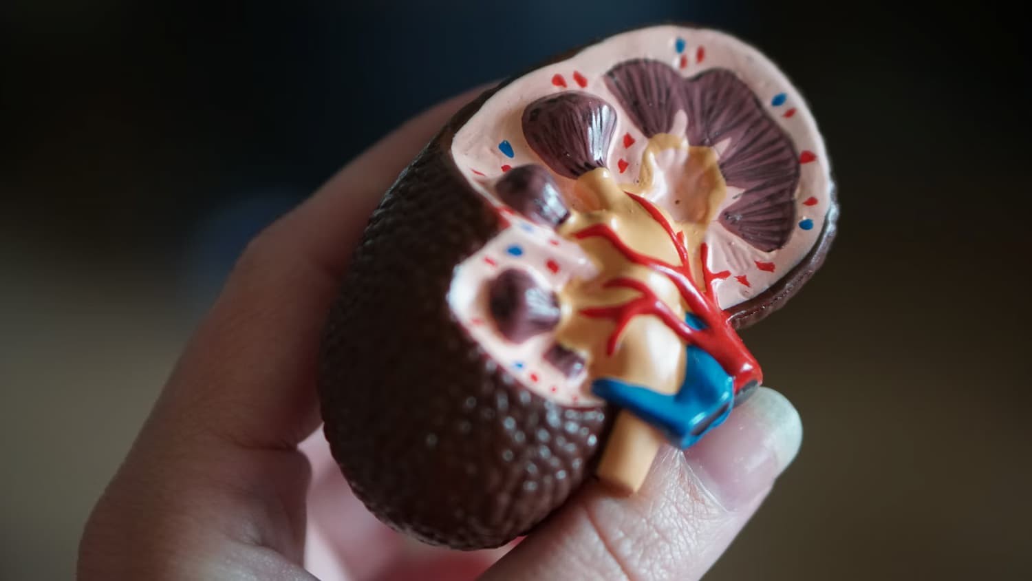 Everything You Need to Know About Your Kidneys