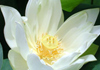 The Lotus Healing Centre therapist on Natural Therapy Pages