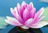 Dina Johnson therapist on Natural Therapy Pages
