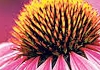 Jane Deans therapist on Natural Therapy Pages