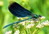 Emerald Dragonfly Energywork therapist on Natural Therapy Pages