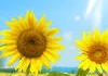 Jane Deans therapist on Natural Therapy Pages