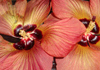 Janie Rourke therapist on Natural Therapy Pages