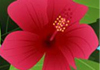 Jacqui Ward Hawaiian Massage Therapist therapist on Natural Therapy Pages