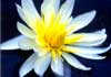 Linda Brook Natural Therapy therapist on Natural Therapy Pages