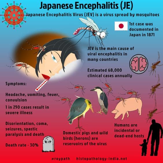 What is Japanese encephalitis?