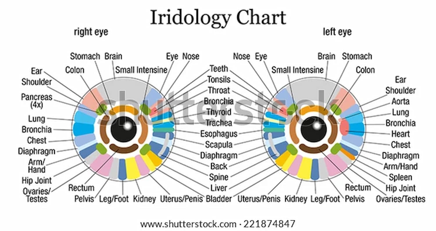 Various organ systems in the body that reflect on an iridology eye chart