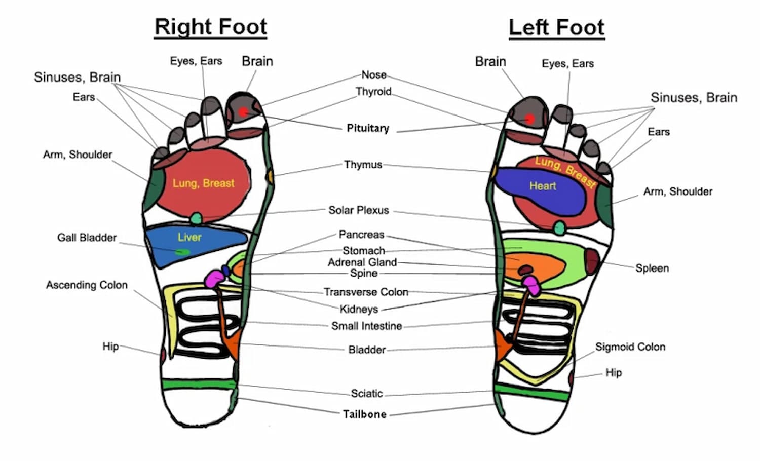 The map of your health on the reflexology foot chart 