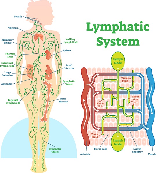 What is Lymphatic Drainage?