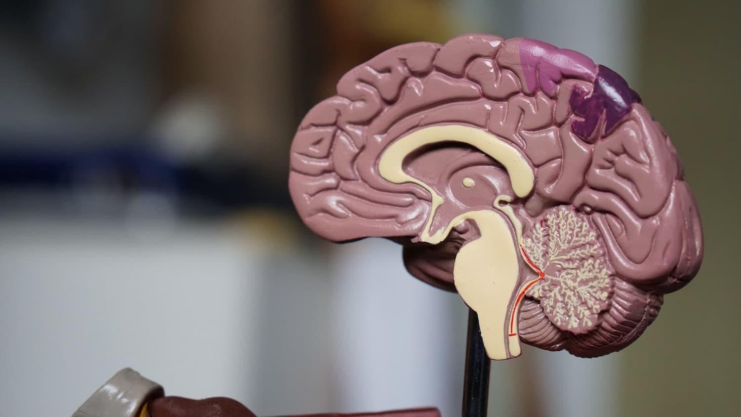 What You Need to Know About the Pituitary Gland