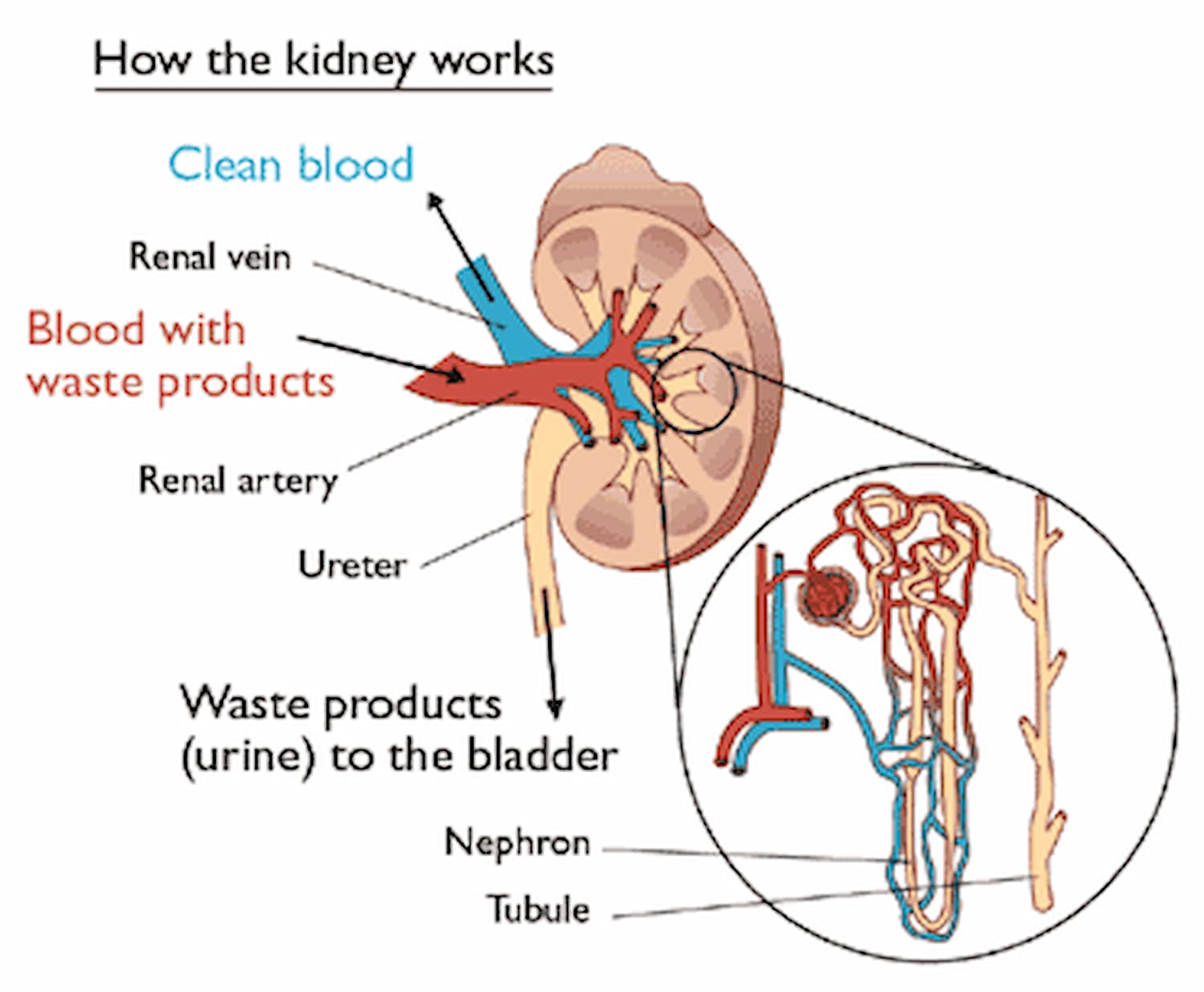 The different functions of the kidneys