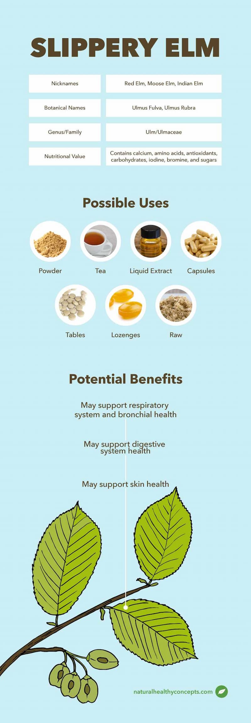 Benefits & healing properties of slippery elm, as well as its different uses